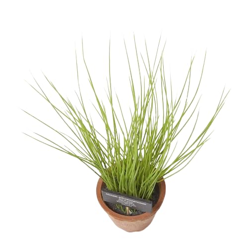 Cebollino |DECOALIVE | Planta Cebolleta | Allium Schoenoprasum
