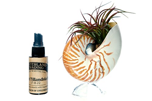Hinterland Trading Nautilus Miniata Terrarium with 2 Ounce Fertilizer, 21 Count