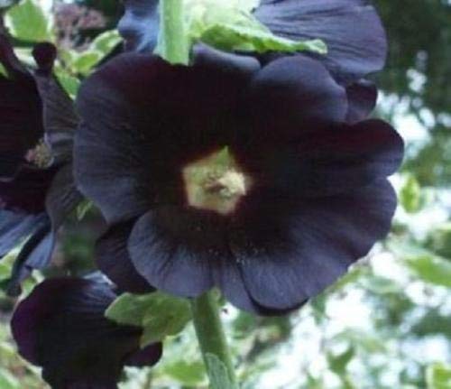 Malvarosa neraNIGRA 20 Semi:Grani