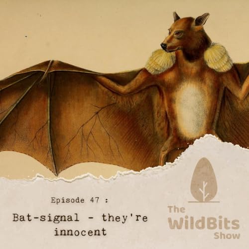 Bat-signal - they&rsquo;re innocent