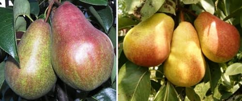 Duo-Säulen Birnenbaum Zwei Säulen Birnen Sorten - ein Baum. Säulenbirne, Decora +Pepi