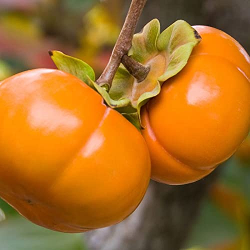 Chuxay Garden Japanese Persimmon Seed 5 Seeds Chinese Date Plum Fruit Tree Edible Sweet Fruit Great Gardening Gifts Easy To Grow & Maintain #TOP20