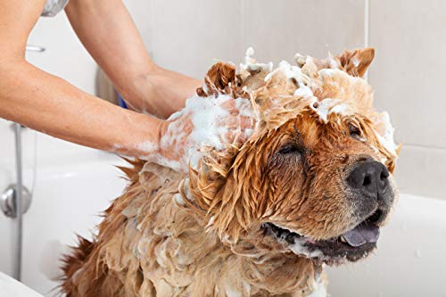 Buddy Wash Dog Shampoo & Conditioner For Dogs With Botanical Extracts And Aloe Vera #TOP3