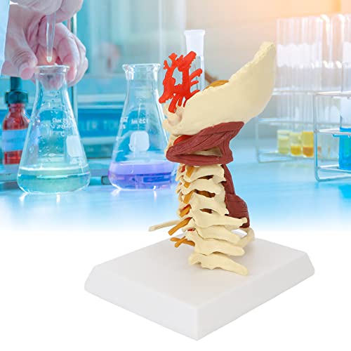 Image of Cervical Spine Model,Removable Human Spinal Model, for Doctor Patient Communication Science Classroom Study Display Teaching Model