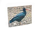 3D Magnet Waldrapp