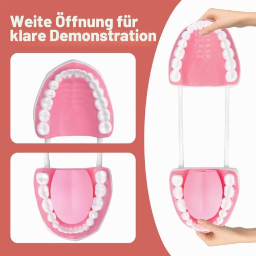 Ultrassist Zahnmodell für die Sprachtherapie, Zähne Modell Lehrmodell für Kinder, Zähne Dental Zubehör für Kinder Zähneputzen lernen