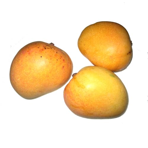 Genérico, Muda de Manga Itamaracá 50 a 80cm AMK - Plantas Online