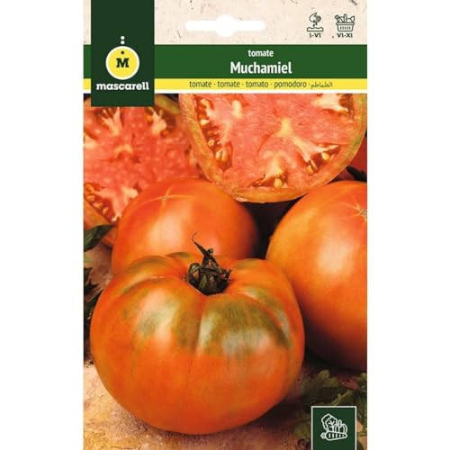 Mascarell Semillas, TOMATE, Semillas Huerto, TOMATE MUCHAMIEL, Cr...