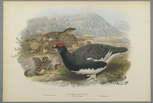 Affiche toile oiseau Lagopus Mutus John Gould poster art portrait décoration mural