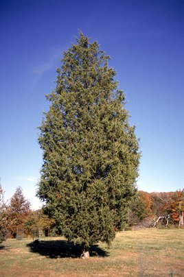 Tree Seeds Juniperus Virginiana Eastern Red Cedar Trees - 50 Seeds