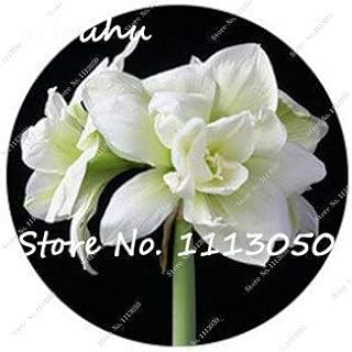 12: 11 Verschiedene Klassen Hippeastrum Samen Dachterrasse Garten Terrasse Garten Amaryllis Samen Barbados Lilie Blumensamen Topf-50 Pcs: Only Seeds