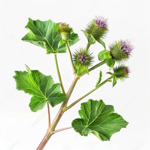 35 Semi di Grande Bardana - SemiSauvage Permaculture