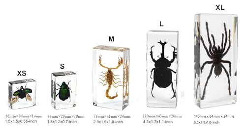 Image of Taxidermy Beetle Butterfly Cicada, Real Bug Insect Specimens in Resin Preserved, Clear for Closer-Look & Study, Science Educational Classroom Specimen, Unique Gift Ornament (E, 3.0x3.0x0.8-inch)
