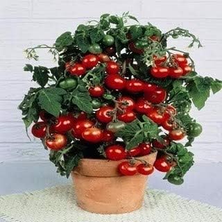 Tiny Tim Cherry Domates Tohumu 25+ Adet   C ce Domates Tohumu   Saks da Yeti en Tatl  ve Verimli  e it