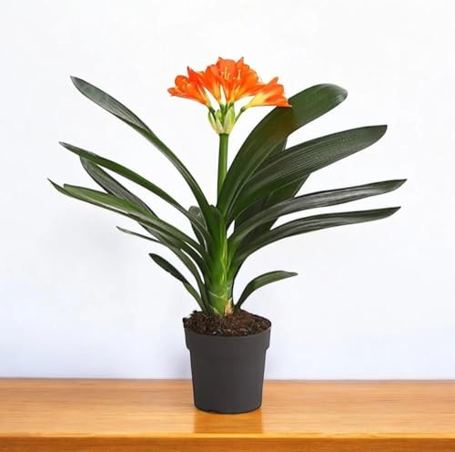 Image of Clivia Miniata Live Flowering Plant | Orange Lily Plant for Indoor & Outdoor Decor | Evergreen Flower Plant with Pot for Home Garden & Balcony a€ inch Pack of 1