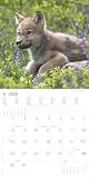Alpha Edition - Wölfe Kalender 2026 – Wandkalender & Bildkalender 30x30 cm (30x60 cm geöffnet) mit faszinierenden Wolfsfotografien, für Naturfreunde & Tierliebhaber: Wolves