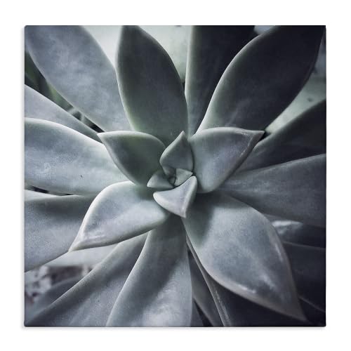 'Modern Succulent Close Up Plant Life Botanical'| Canvas Art