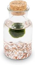 KAKI La Felicità è Nelle Piccole Cose Marimo Bottle - Glass Vase with Cork Stopper, Handmade in Italy, Diameter 4 cm, Height 11 cm, Pink Background