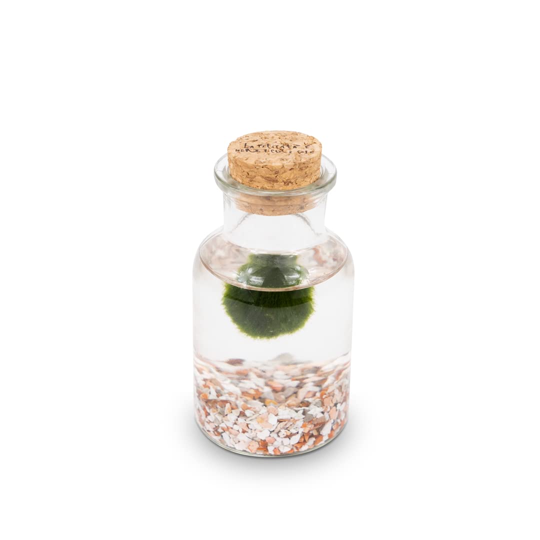 KAKI La Felicità è Nelle Piccole Cose Marimo Bottiglia - Vaso in Vetro con Tappo in Sughero, Artigianale Made in Italy, Diametro 4 cm, Altezza 11 cm, Fondale Rosa