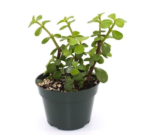 Planta Suculenta Arbusto Elefante Portulacaria Afra Crasa Interior y Exterior