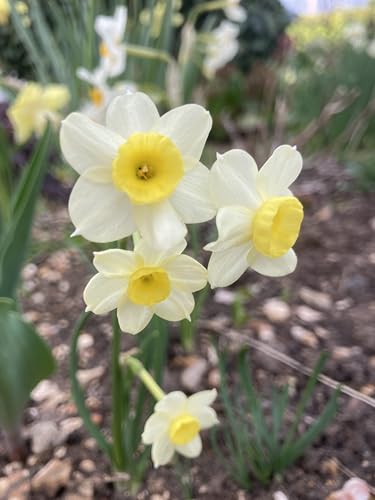 30 Bulbs of Dwarf Daffodil/Narcissus tazetta (Minnow) Includes Postage