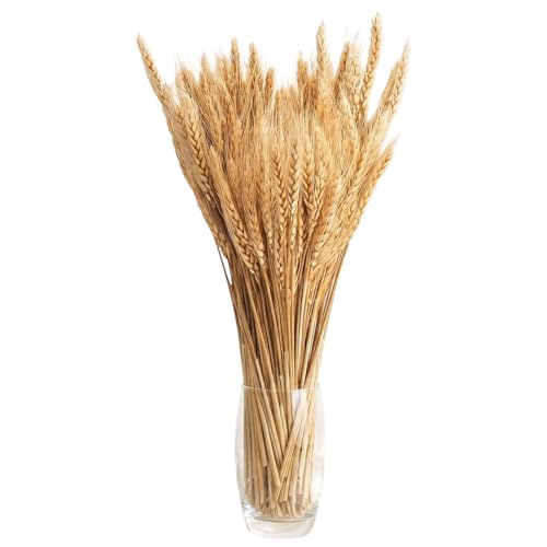 100 Stems Dried Wheat Stalks, Natural Dried Wheat Sheaves, Dry Grass Bouquet for Boho Farmhouse Home Wedding Table Kitchen Decor