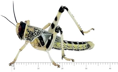 Livefood UK Live Locusts Large size 30mm to 40mm Quantity 50 in 2 tubs of 25 (Reptile Livefood)
