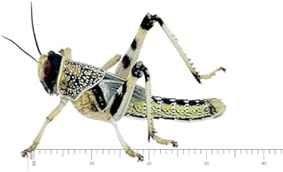 Livefood UK Live Locusts Large size 30mm to 40mm Quantity 50 in 2 tubs of 25 (Reptile Livefood)