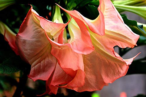Portal Cool Brugmansia 'Ecuador rosa' 5 Semi'S Tromba Angelo