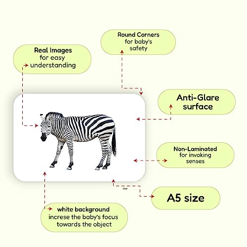 Hungry Brain Animals Flashcards For Toddler-Wild Animal Science Flashcards -Real Image Flashcards For Babies-Animal Flashcard For Kids-Educational Flashcard-Fun And Engaging Flashcards For Studying #TOP4