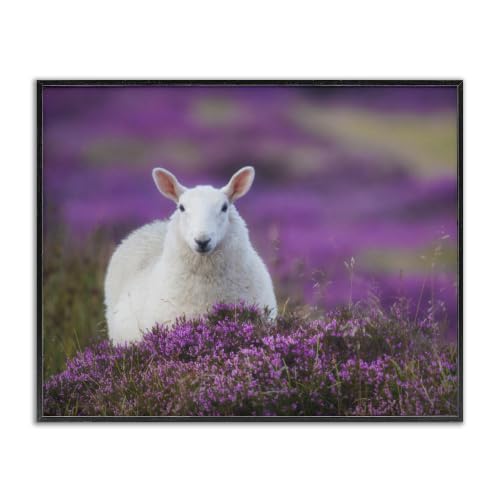 'Elegant White Sheep Among Purple Flower Meadow'| Framed Giclee Art