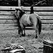 Blue Creek Outfitting's Complete Trail Riding, Packing and Training Manual