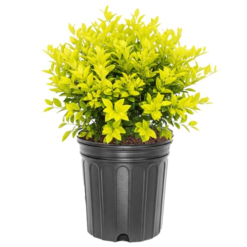 Sunshine Ligustrum Shrub Bright Yellow Foliage 3 gal. Grower Pot 1824 in. Plant Height Due to Agricultural Laws We Cannot Ship to CA AZ AK or HI