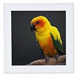 Square dimensions (in inches): 6 L x 6 W, image dimensions (in inches): 4 L x 4 W 100% poloyester; image is soft to touch. Made in USA Edges have pinking shear cut Image will not fade with washing. Image not a transfer, part of material