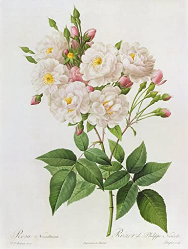 Poster sans cadre Rosa Noisettiana Redouté 50x70cm SERENDIPITP