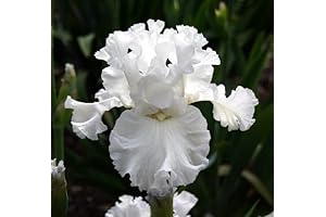 White Iris Flower Seeds - Blooming Beauties for Your Garden