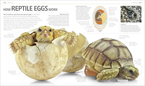 Explanatorium of Nature: Where the Wonders of the World are Revealed (DK Explanatorium) - Image 8