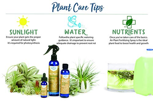 Southside Plants Air Plant Farm Weekly Fertilizing Spray - Gentle Mist Fertilizer For Cute Tillandsia Live Indoor House Succulents - Feed & Grow - 8Oz #TOP3