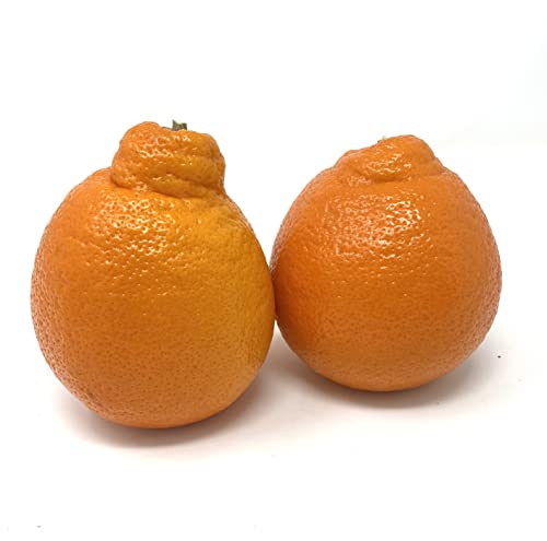 Fresh Minneola Tangelo/Honeybell Oranges - 5 lbs - Thumbnail 2