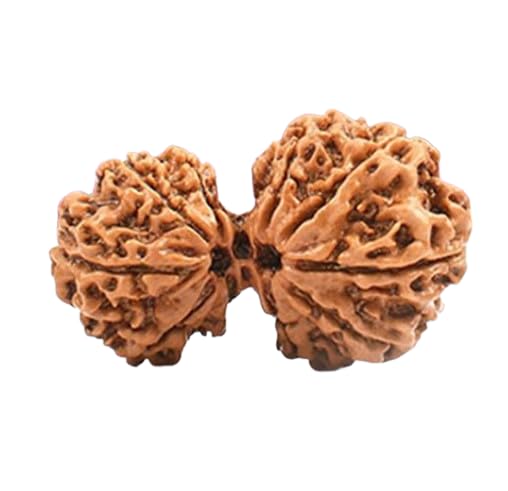Premium Collection Nepal Ka Holy Beads Garbh Gauri Rudraksha Original Certified गर्भ गौरी रुद्राक्ष গর্ভ গৌরী রুদ্রাক্ষ Pure Gauri Ganesh Rudraksha With IGL Lab Certificate गौरी गणेश रुद्राक्ष-image-41