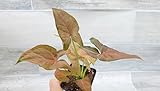 Syngonium Pink Perfection, Syngonium Pink Schott, Syngonium Pink Arrow Live Rare Houseplants All Plants are Fully Rooted Plants in 3 inch Pot by 3exoticgreen