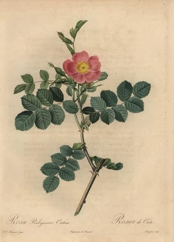 Impression Toile Pink Sweetbriar Rose Redouté pour Décoration Murale Salon