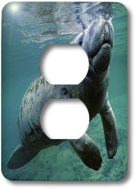 3dRose West Indian Manatee Trichechus manatus 2 plug outlet cover image 5
