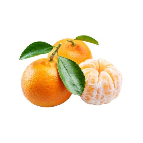 AMK Jardinagem e Paisagismo, Muda de Tangerina Ponkan 50 a 80cm AMK - Plantas Online