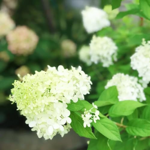 semi di ortensia a pannocchia resistenti, luoghi soleggiati di perenni resistenti rampicanti 85pcs