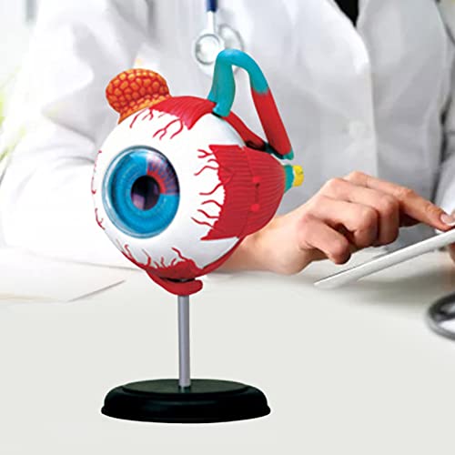 Modèle d'oeil pour enseignement des sciences avec détails anatomiques de la paupière - 5