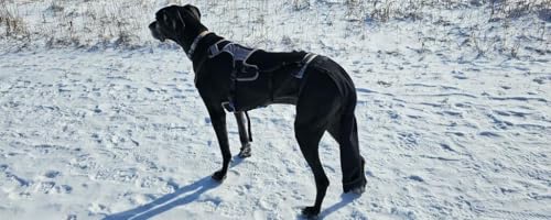 Image of Tail Guard & Harness Set - Veterinary Dog Tail Protector & Injury Wrap, Size Small