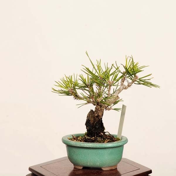 Amazon.co.jp: 遊恵盆栽：錦松* 現品 一点物 にしきまつ ニシキマツ