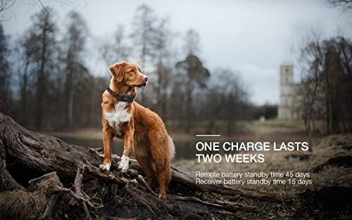 boifun dog training collar