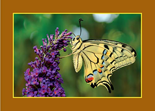 Know Your Pollinators (Old Pond Books) 40 Common Pollinating Insects including Bees, Wasps, Flower Flies, Butterflies, Moths, & Beetles, with Appearance, Behavior, & How to Attract Them to Your Garden - Image 7